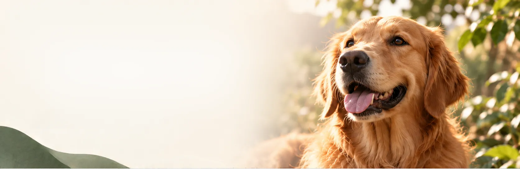 Golden retriever sorrindo entre folhagens, iluminado pelo sol.